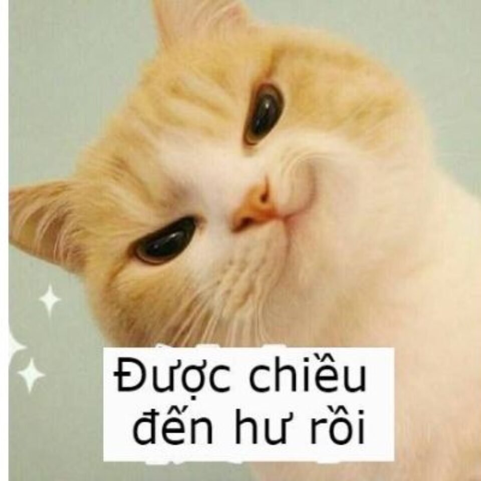 Meme ảnh mèo bựa nhìn chằm chằm, biểu cảm hài và buồn cười