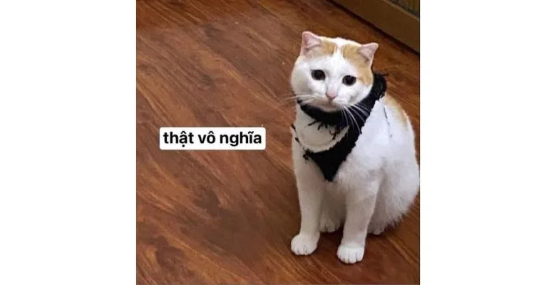 Ảnh Chế Meme Mèo Bựa Hài Hước Nhất 2024