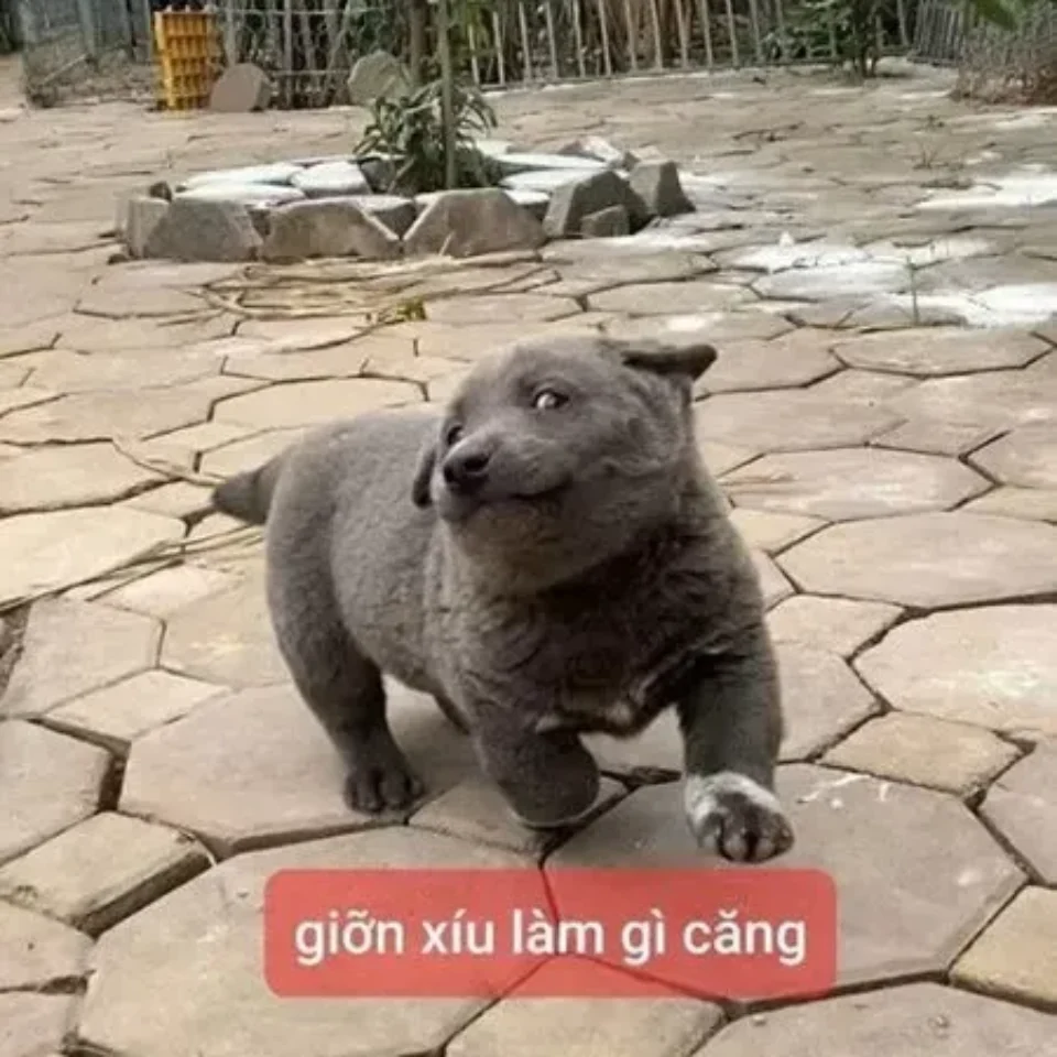 Ảnh happy meme với nụ cười hồn nhiên