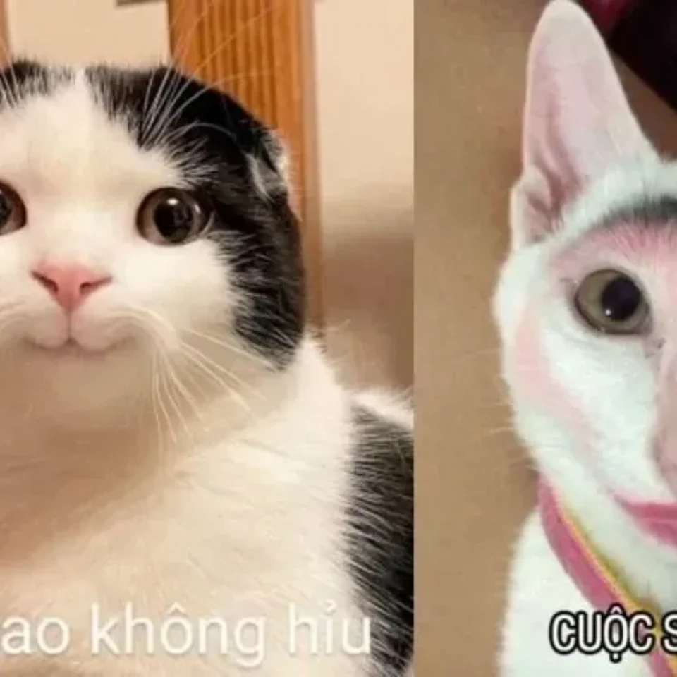 Meme Ảnh Troll đáng yêu dành cho nữ