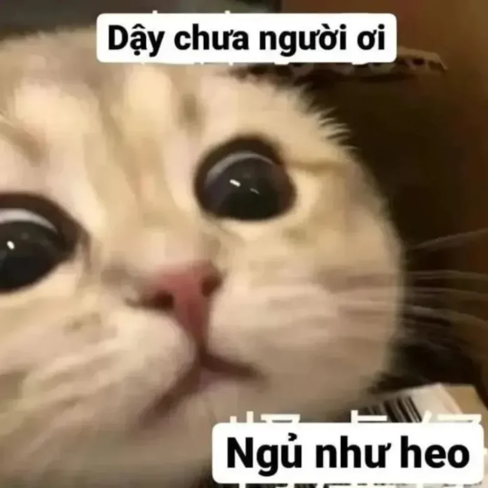 Hề cười to trong meme gây cười