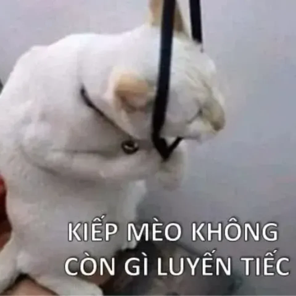 Meme tủi thân khi bị hiểu lầm